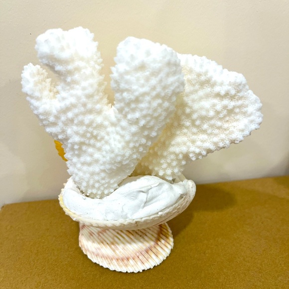 🛍️ 4 for $20 🛍️ Decorative Coral and Shell Display - Picture 2 of 3